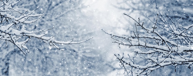 Snowcovered tree branches in winter garden during snowfall Winter weather with snow