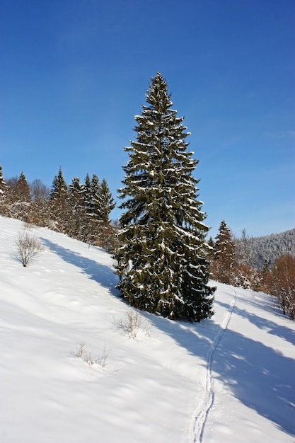 Snowcovered tree