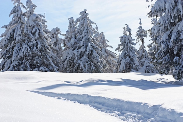 Snowcovered tree