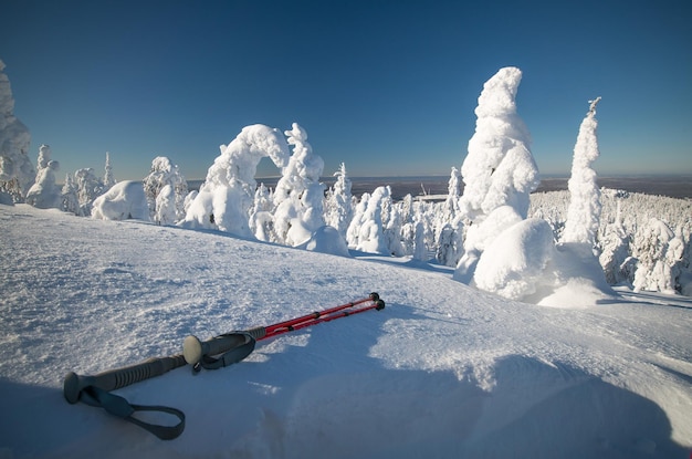 Snowcovered trees in the blue sky with tracking