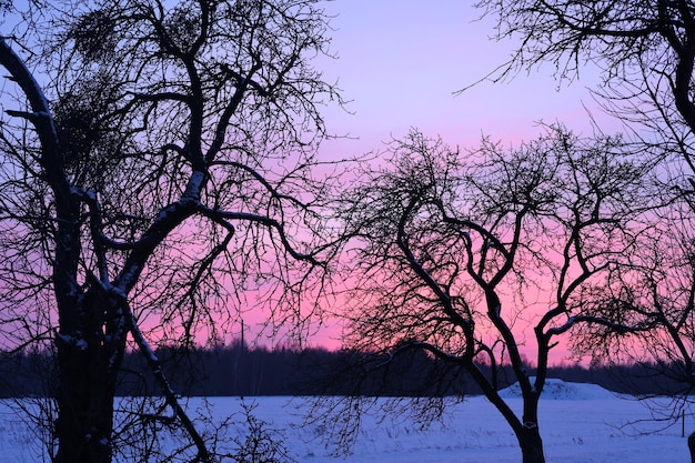 Snowcovered trees in winter Beautiful sunset beautiful unusual pink sky