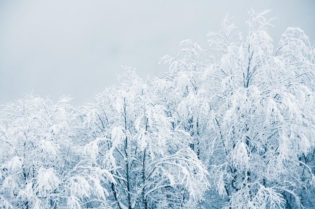 Snowcovered trees in winter forest in foggy day