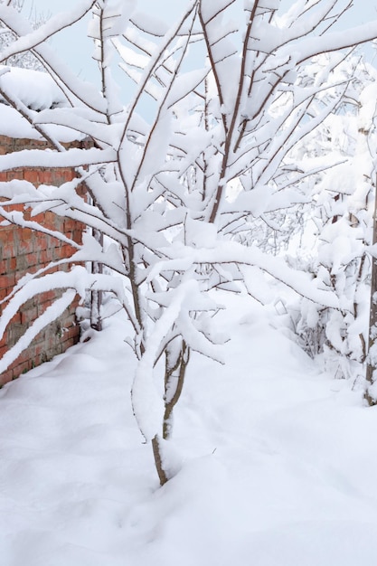 Snowdrifts on the ground and trees are covered with snow on a winter day Heavy snowfalls cold weather