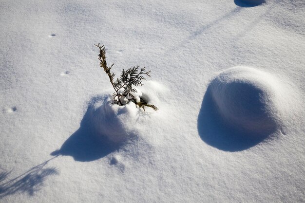 Snowdrifts of white fluffy snow in winter, snowdrifts after snowfall in winter