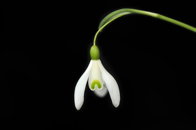 Snowdrop on a black background