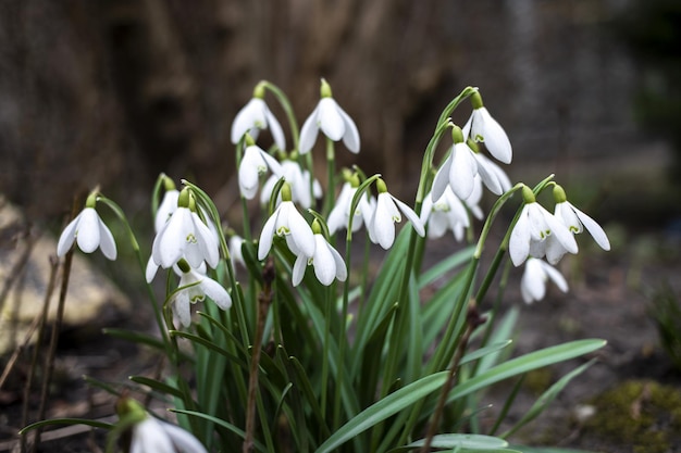 Snowdrop or common snowdrop Galanthus nivalis flowers In the forest