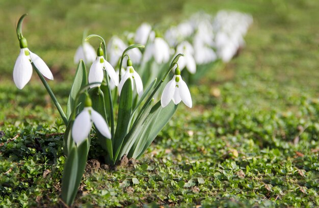 Snowdrop or common snowdrop Galanthus nivalis flowersSnowdrops after the snow has melted