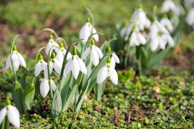 Snowdrop or common snowdrop Galanthus nivalis flowersSnowdrops after the snow has melted