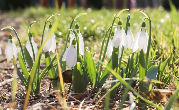 Snowdrop or common snowdrop Galanthus nivalis flowersSnowdrops after the snow has melted