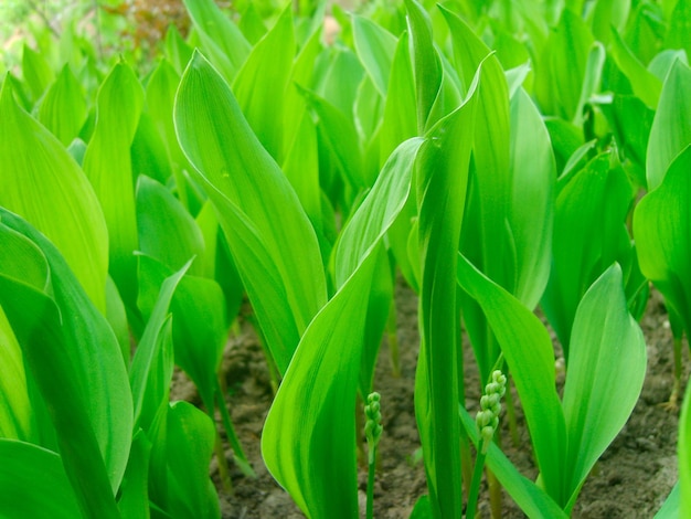 Snowdrop flower in green foliage photo