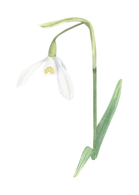 Snowdrop flower handdrawn in watercolor