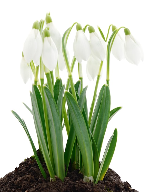 Snowdrop flower isolated on white