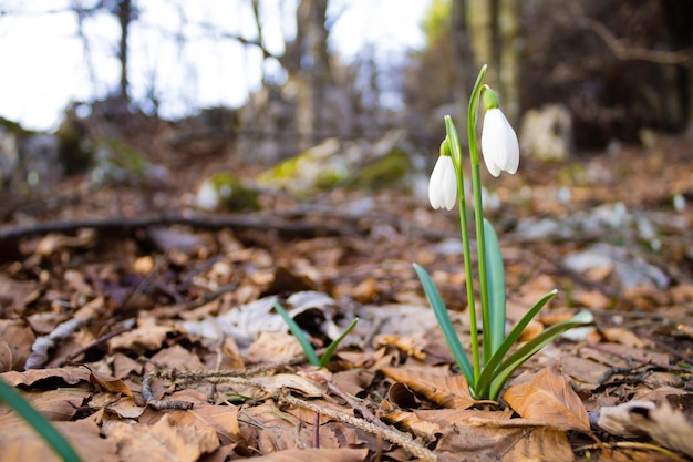 Snowdrop flower in woodland close up nature background