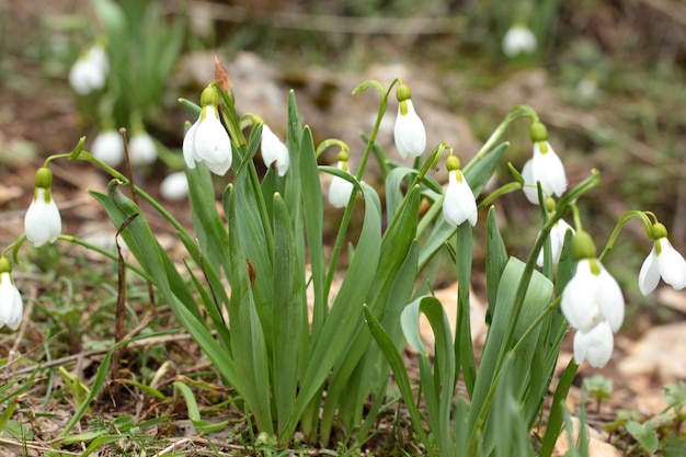 Snowdrop flowers blooming in winter