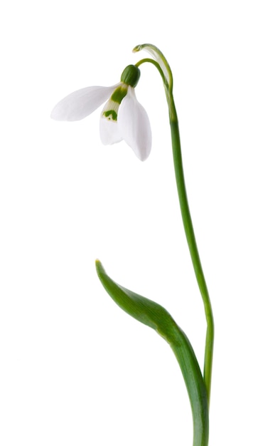 Snowdrop flowers isolated on white background Beautiful spring flowers