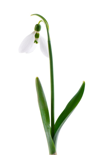 Snowdrop flowers isolated on white background Beautiful spring flowers