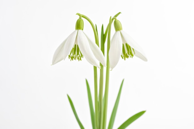 Snowdrop flowers on white background