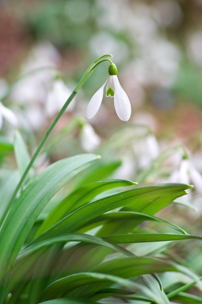 Snowdrop in forest