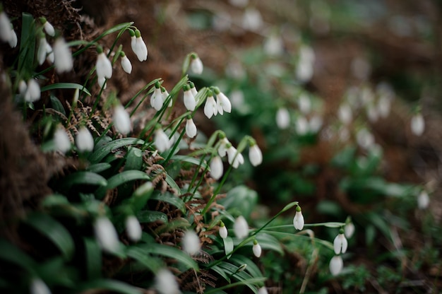 snowdrop among the green leaves. Conseption of the spring, new life in nature.