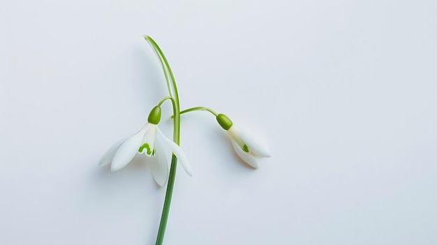 Snowdrop spring first single flower isolated on white background Hello spring Creati Generative AI