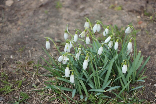 Snowdrop spring flowers Delicate snow drop flower spring symbols telling us winter is leaving and spring come