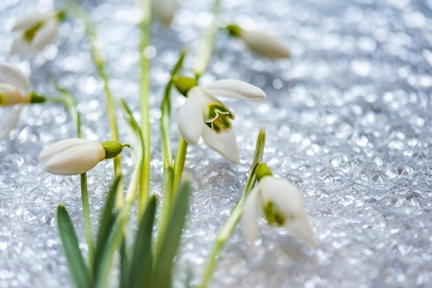 Snowdrop spring flowers Delicate Snowdrop flower is one of the spring symbols and Martisor talisman