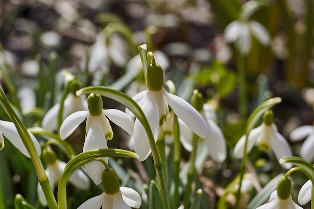 Snowdrops bloom on the lawn in the garden The snowdrop is a symbol of spring