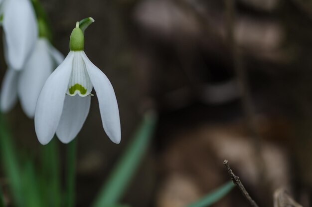 Snowdrops detailed