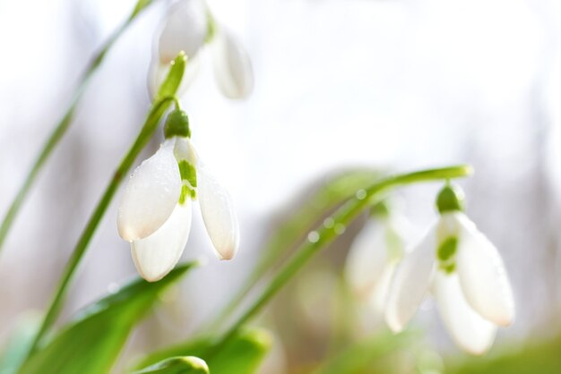 Snowdrops first spring flowers in the forest