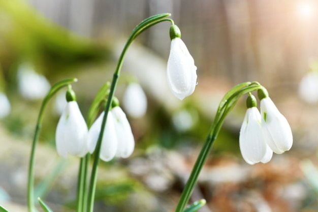 Snowdrops first spring flowers and sun light with rays in the forest