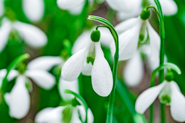 Snowdrops flowers with white petals side view selective focus