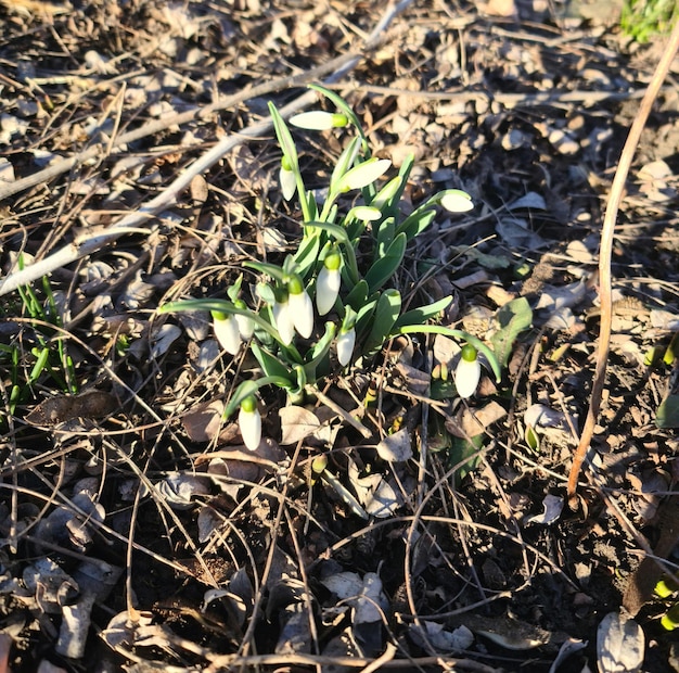 Snowdrops in the forest.