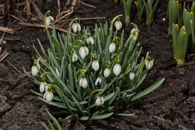 Snowdrops or Galanthus lat Galanthus bloom on the lawn in the garden