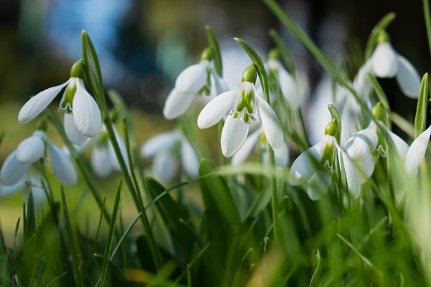 Snowdrops Galanthus nivalis closeup