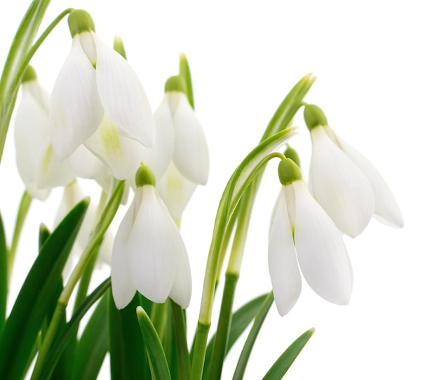 Snowdrops Galanthus nivalis on white background