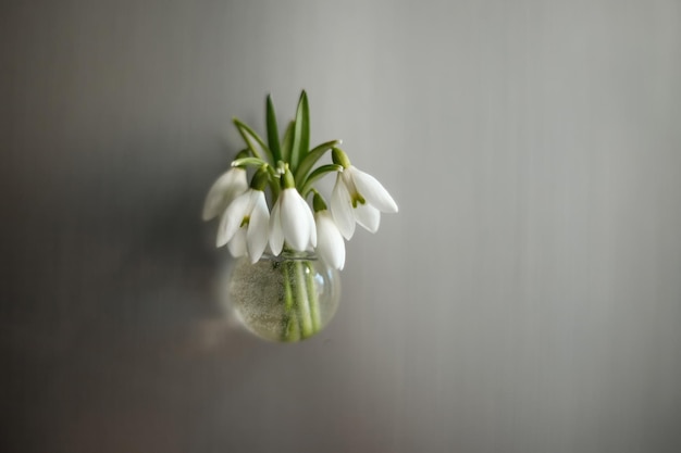 Snowdrops or Galanthus in a transparent vase.