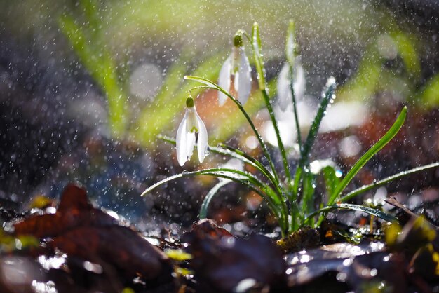 Photo snowdrops galanthus with rain in the sunlight harbingers of warming symbolize the arrival of spring