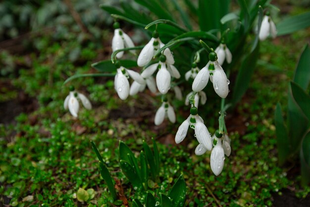 snowdrops in the garden shallow depth of field