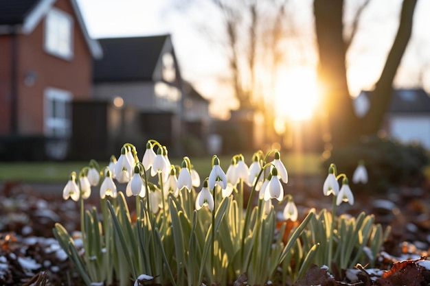 Snowdrops in a serene garden during golden hour Natural beautiful snowdrops flowers