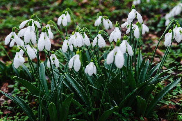 Snowdrops in the spring forest