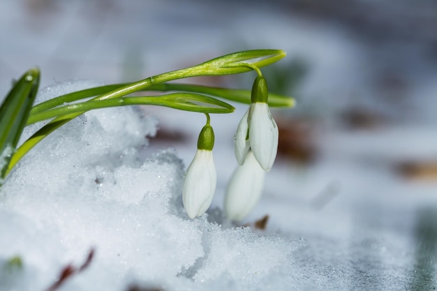 Snowdrops