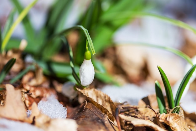 Snowdrops