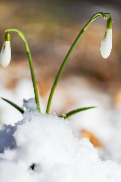 Snowdrops