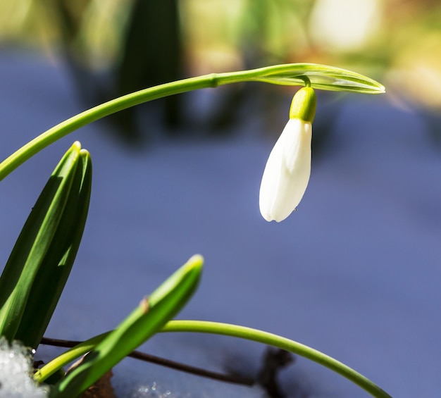 Snowdrops