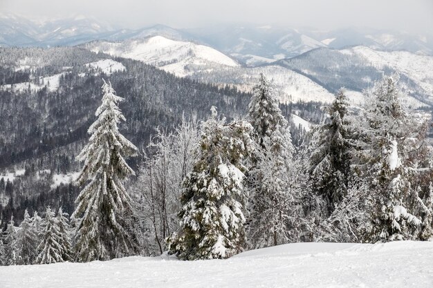 Snowed ukrainian carpathian mountains copy space