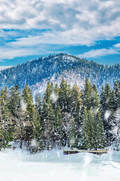 Snowfall on the background of coniferous forest on a cold winter day in the mountains winter landscape