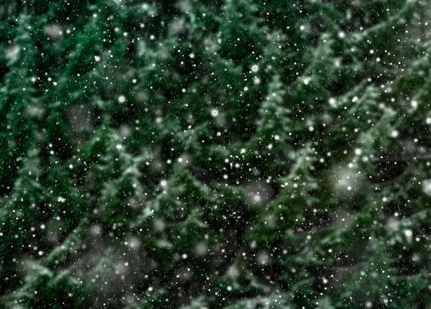 snowfall on the background of a spruce forest