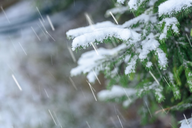 Snowfall on the background of treesnatural winter landscape