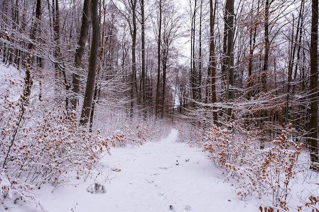 Snowfall in the forest magical snowy forest in winter