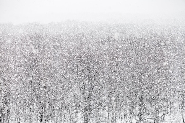 Snowfall over forest in winter day